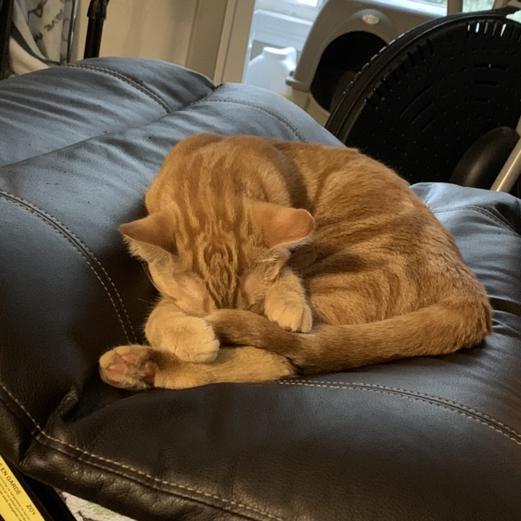 an orange cat sleeping